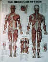 muscle.jpg (75817 bytes)