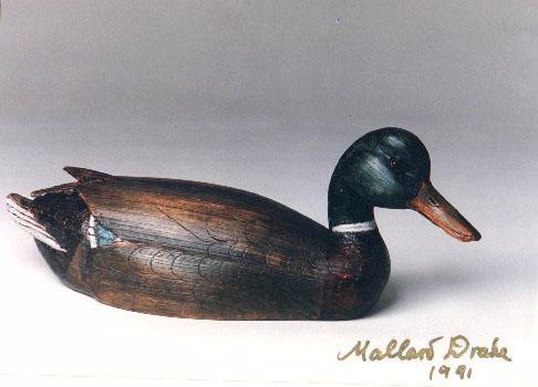 Mallard Drake