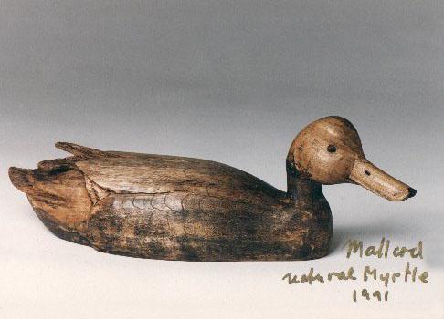 Mallard Drake